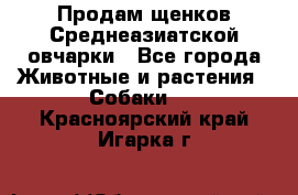 Продам щенков Среднеазиатской овчарки - Все города Животные и растения » Собаки   . Красноярский край,Игарка г.